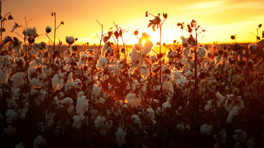 Good Earth Cotton: A Sustainable Solution for the Fashion Industry
