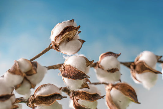 Good Earth Cotton® vs. Conventional Cotton vs. Organic Cotton: Unraveling the Sustainable Choices